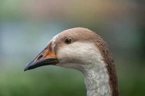 Close-up profile of a goose with a blurred green background, Gazipur, Bangladesh