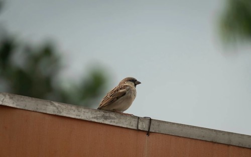 A sparrow perched on a rooftop against a blurred, neutral background, Gazipur, Bangladesh