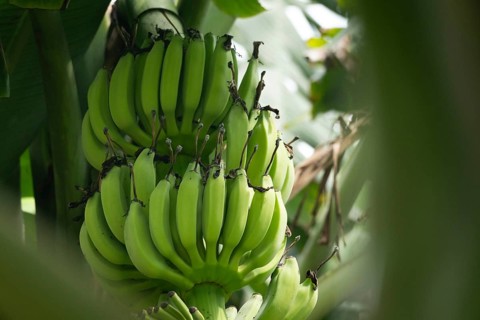 Bunch of green bananas on a banana plant with dense foliage around, Gazipur, Bangladesh