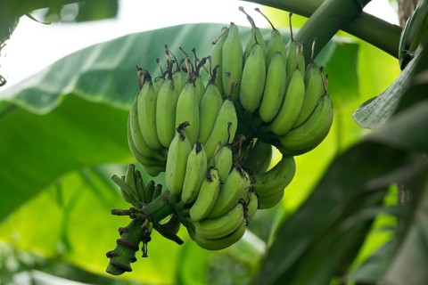 Cluster of unripe green bananas hanging from a banana plant surrounded by large leaves, Gazipur,
