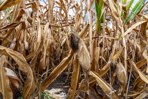 Maize field near Hünxe, dry plants, still being harvested, mostly used for concentrated feed for