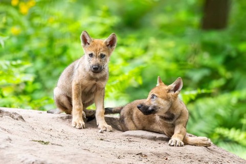 Eurasian wolf (Canis lupus lupus) cubs (youngster) on a little sand hill in the forest, Hesse,