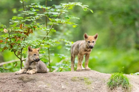 Eurasian wolf (Canis lupus lupus) cubs (youngster) on a little sand hill in the forest, Hesse,
