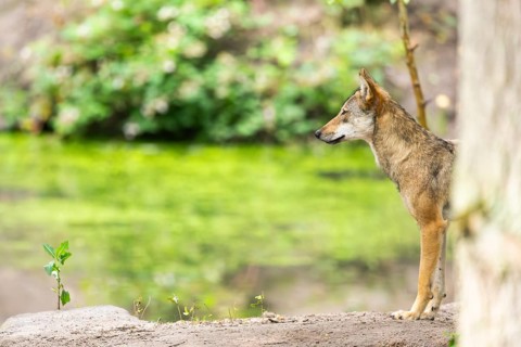 Eurasian wolf (Canis lupus lupus) standing on a little sand hill in the forest, Hesse, Germany
