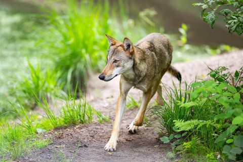 Eurasian wolf (Canis lupus lupus) walking in a forest, Hesse, Germany