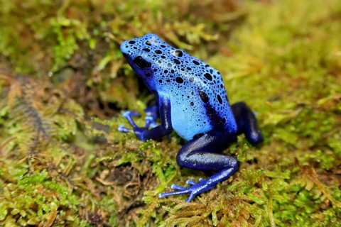 Blue poison dart frog (Dendrobates tinctorius), Blue poison dart frog, adult, alert, South America