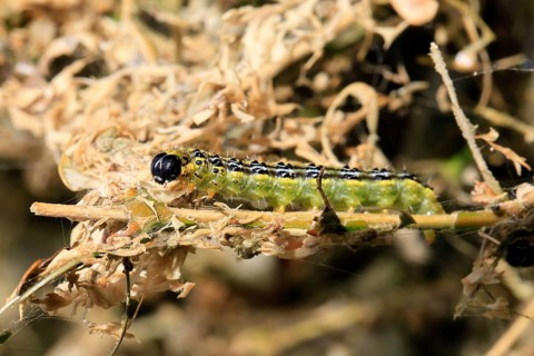 Box tree moth (Cydalima perspectalis), caterpillar, feeding on boxwood, clear feeding, Ellerstadt,