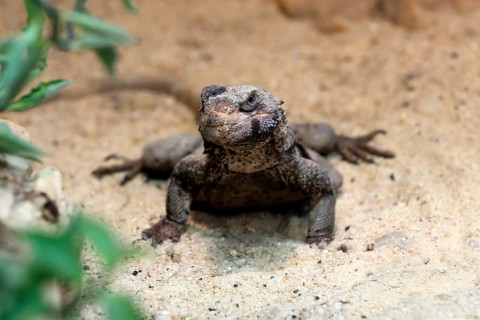 Chuckwalla (Common Chuckwalla ater), adult, on the ground, foraging, Southwest USA, North America,