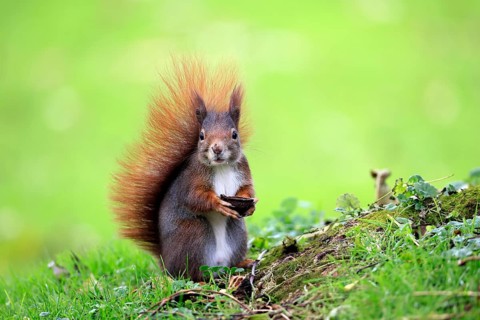 Squirrel (Sciurus vulgaris), adult, in a meadow, eating, with food, walnut, Mannheim, Germany