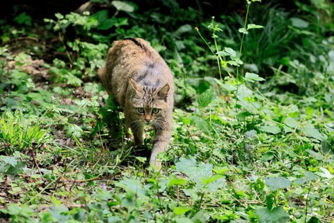 European wildcat (Felis silvestris), adult, stalking, in the forest, foraging, alert, Hesse,