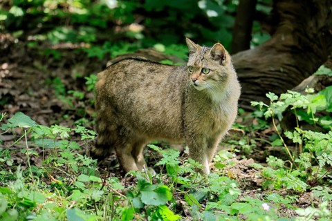 European wildcat (Felis silvestris), adult, in the forest, foraging, vigilant, Hesse, Germany,
