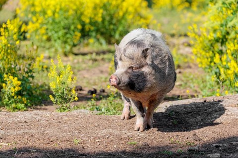 A Kunekune pig (sus scrofa domesticus), a domestic breed from New Zealand walks walks through a