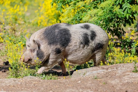 A Kunekune pig (sus scrofa domesticus), a domestic breed from New Zealand walks walks through a