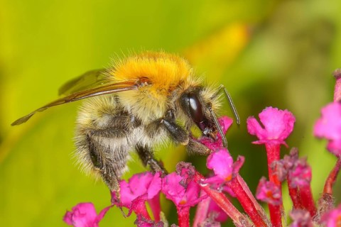 Field bumblebee (Bombus pascuorum), sucking nectar on summer lilac (Buddleja davidii), butterfly