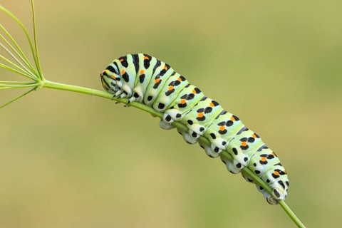 Swallowtail caterpillar (Papilio machaon), caterpillar sitting on Wild carrot (Daucus carota),