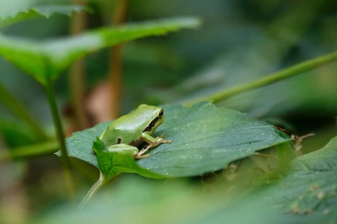 Tree frog, August, Saxony, Germany