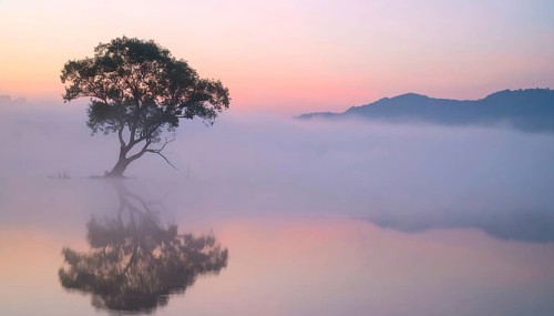 Lone single tree reflected in the still waters of a foggy lake at sunrise, AI generated