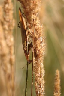 Praying mantis, August, Saxony, Germany