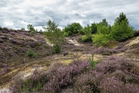 Heathland (Calluna vulgaris), Emsland, Lower Saxony, Germany