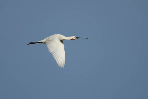 Eurasian spoonbill (Platalea leucorodia) adult bird flying in a blue sky, England, United Kingdom