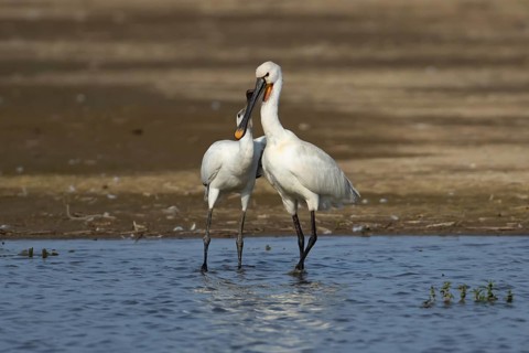 Eurasian spoonbill (Platalea leucorodia) two birds adult bird and juvenile bird begging for food in