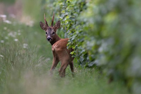 Roebuck in the rut, Biburg leaf time, Eifel Rhineland-Palatinate, Germany
