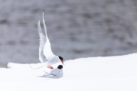 Arctic Arctic Tern (Sterna paradisaea), pair feeding, bridal gift, snow, Terns (Sterninae),