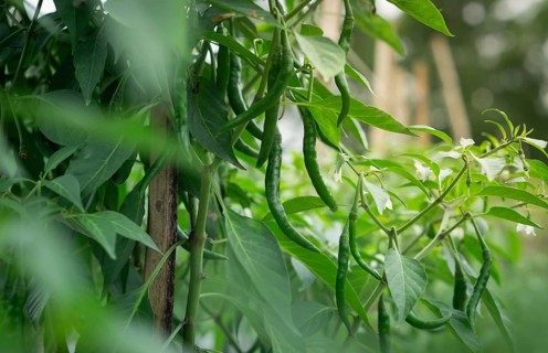Chili plant with green peppers extending from lush leaves in outdoor environment, Sreepur, Gazipur,