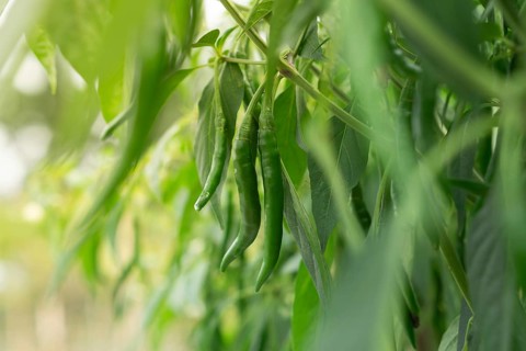 Focused image of green chili peppers growing amidst leaves in a garden, Sreepur, Gazipur,