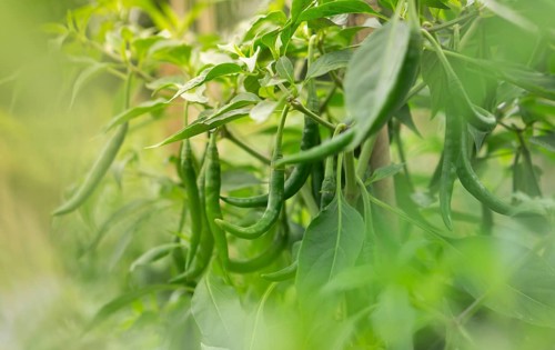 Close-up of green chilies growing on a plant with lush leaves in a garden, Sreepur, Gazipur,