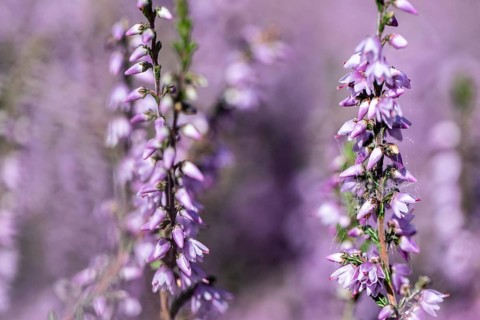 Heather (Calluna vulgaris), Emsland, Lower Saxony, Germany