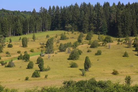 Landscape, nature, trees, meadow, juniper heath, Digelfeld near Hayingen, Swabian Alb,