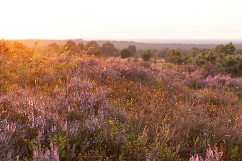 Beautiful sunset over the blooming heath on Wilseder Berg, Lüneburg Heath