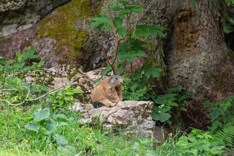 Adult marmot on the alpine meadow in front of the burrow on the Königsbachalm near Berchtesgaden
