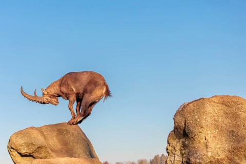 A male ibex (Capra ibex) leaps from rock to rock in the warm evening light. A blue sky can be seen