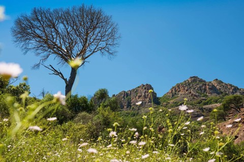 Rocher du roquebrune, Roquebrune-sur-Argens, near Saint-Raphaël, Massif de l'Esterel, Esterel