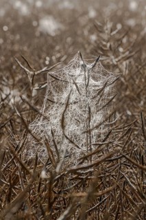Spider webs with dewdrops on rape field in backlight, illuminated by morning sun, Liederbach,