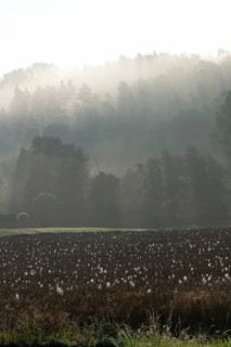 Spider webs with dewdrops on rape field in backlight, illuminated by sun through early morning fog