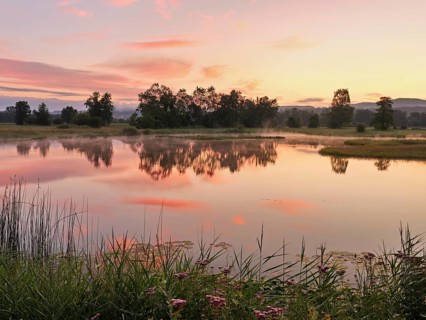 Morning atmosphere at a pond in the Schoren nature reserve, Mühlau, Freiamt, Canton Aargau,