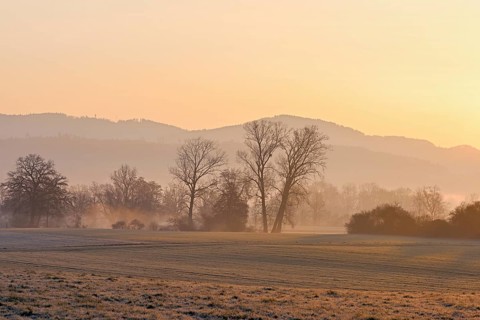 Meadows and trees in the early morning mist in the light of the rising sun, Reusstal, Aristau,