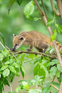 South American coati (Nasua nasua) youngster klimbing a little tree, captive, Zoo Augsburg