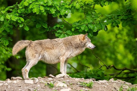 Eastern wolf (Canis lupus lycaon) standing on a little hill, Bavaria, Germany