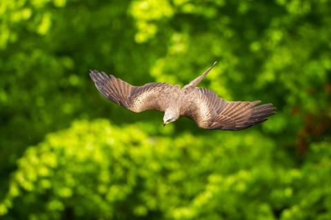 Black kite (Milvus migrans) flying in a forest in early summer, Bavaria, Germany