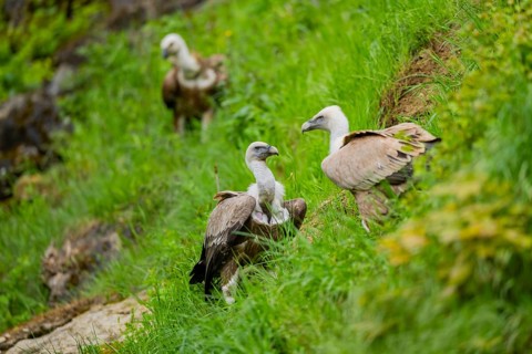 Eurasian griffon vulture (Gyps fulvus) on a meadow, Bavaria, Germany