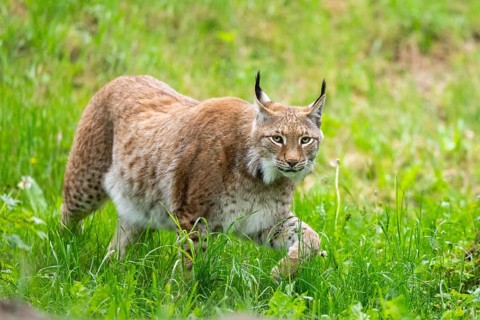 Eurasian lynx (Lynx lynx) walking in the grass, Bavaria, Germany
