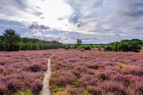 Ellerndorfer Heide, broom heather blossom, Südheide, Lüneburg Heath, near Eimke, Lower Saxony,