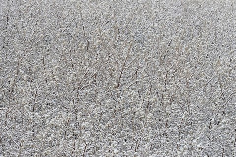 Winter day, onset of winter, snow lies on the bushes in the dune landscape of Norddeich, North Sea,