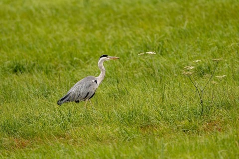 Grey heron (Ardea cinerea), Vulkaneifel, Rhineland-Palatinate, Germany