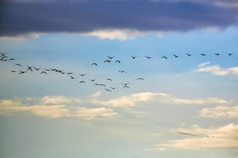 Cranes flying, grey crane (Grus grus), bird migration, evening sky, Rehdener Geestmoor, Diepholzer