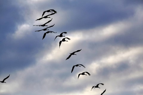 Cranes flying, grey crane (Grus grus), bird migration, silhouettes in the evening sky, Rehdener